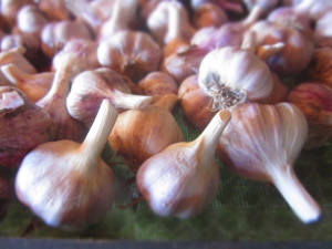 cured and clipped garlic