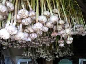 garlic-bounty