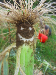 leek face