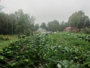 in the fall kale