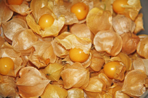 ground cherries