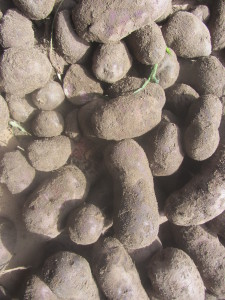 adk blue potatoes