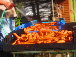 fall carrots