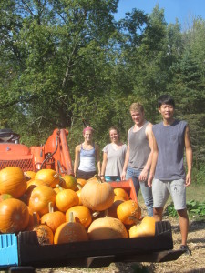 pumpkin harvest