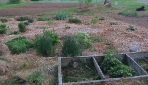 flowers and herbs in perennial bed
