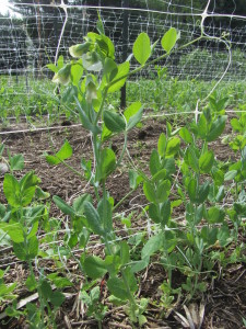 peas flowering immaturely due to prolonged May heat