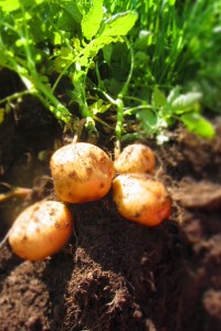 the drought can affect potatoes with smaller yields, scab on the skins and increased pest pressure