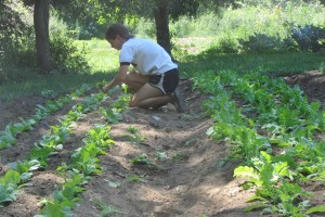apprentice chloe thinning fall planting of chinese cabbage