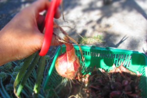 harvesting red shallots, the champions of sweetness and long-storage