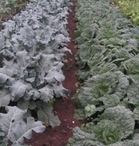 fall planting of broccoli and savoy cabbage