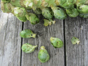 1st-pull sprout from stalk