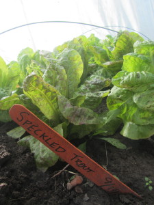 entire bed with 3 varieties of head lettuce under row cover