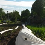 row cover shielding newly planted tomatoes
