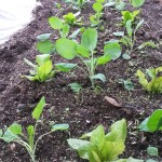 companion planted brussels sprouts and lettuce. The lettuce will be harvested sooner allowing the Brussels more space to mature and take over the planting bed.