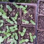 the reseeded vine crops after the chipmunk ravaging fiasco