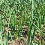 july onions