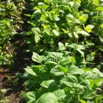 beans lookin' good