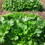 winter squash hills