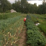 cole_kale harvest 1