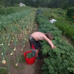 cole_kale harvest 2