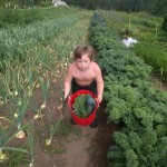 cole_kale harvest 4