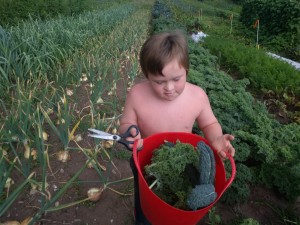 cole_kale harvest 3
