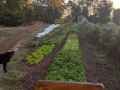 PXL_20210919_111749036_Rye_10yo_garden