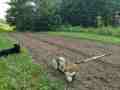 PXL_20230705_223619842_Rye_seeding_12yo