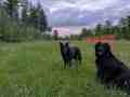 PXL_20260528_003635139.MP_Rye_14yo