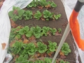 fall lettuce