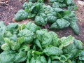 fall spinach