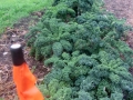 premier kale