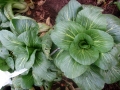 bok choy