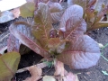 red lettuce